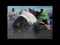 Click here to watch this video Save the Whales