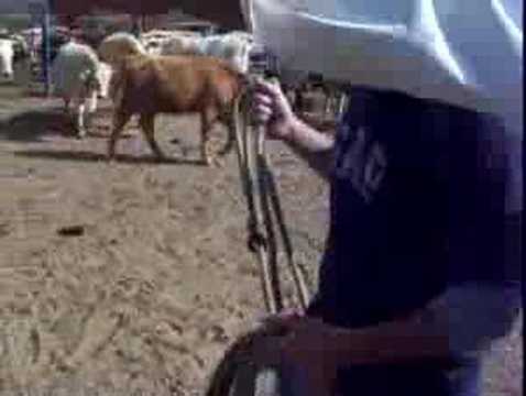 SEÑALANDO EL GANADO #2 RANCHO LA COLMENA BURGOS TAMAULIPAS