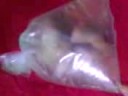 alien yang baru dikeluarkan dari cangkang, direndam dengan cairan pengawet, dan disimpan dalam kantung.tim dokter menjulukinya 