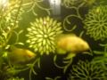 my tank *1 small alb osca, 2 fig 8 puffers, 2 giant guaramy, 1 pleco*