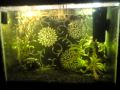 my tank *1 small alb osca, 2 fig 8 puffers, 2 giant guaramy, 1 pleco*
