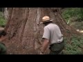 Kings Canyon & Sequoia National Park