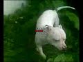 White Pitbull Training(not 4 Fighting)
