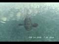 GIANT JEWFISH OR GOLIATH GROUPER