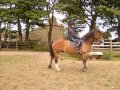shylow showjumping shylow showjumping