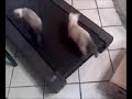 Kittens on Tredmill