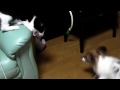 ねこパンチVSパピヨン
