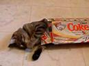 MY Coke Rewards