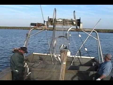 how to harvest fish oil