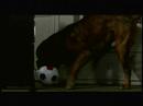 Good dog... bad manner =P Good dog... bad manner =P