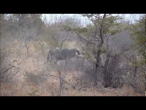 Wildebeests - Videos shot during a two-day visit to Kruger National Park, South Africa. Two lions hunt and kill a wildebeest in the evening, as we were leaving the park. T...