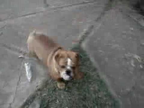 dog ingles