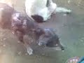cute dog - youtubero