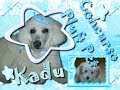 Kadu Pluft Pet
