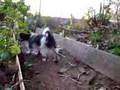 Mia y Candy en el patio de mis abuelos