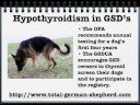 Hypothyroidism in German Shepherds - Hypothyroidism in GSD\ Hypothyroidism in German Shepherds - Hypothyroidism in GSD\