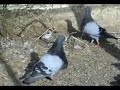 Gorgueros de Carlos Loza 17