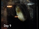 Week 2 of the Eudicella woermanni pupation. It's still going pretty slowly, but I think there are starting to be subtle differences from the early days!