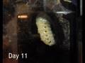 Flower Beetle Pupation...Week 2