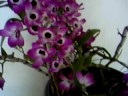 Orquideas