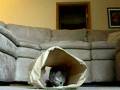 videos de Trophy plays in a paper sack