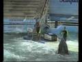 videos de Miami Seaquarium