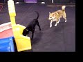 Fun Friday  - 12/11/09 Central Bark Doggy Day Care Oswego, IL
