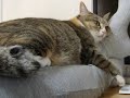 Kitty\