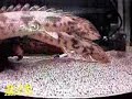 endlicheri courtship