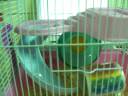 my cute hamster~~ my cute hamster~~