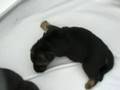Ingodd's Agassi & Leri Michaela Puppies