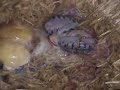 Canebrake Phase Timber rattlesnake birth at KRZ