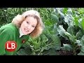 Harvesting First Winter Vegetables on St. Patrick's Day
