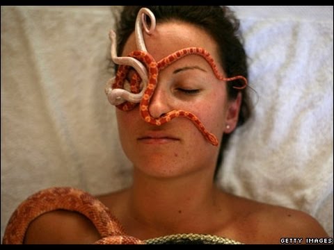 YouTube reptile video