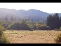 meadow meadow