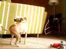 Bella & Osker barking