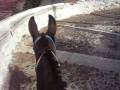 Mule Madness