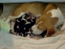 Christy Spencer Pups Hour 18