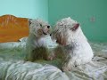 Two westies try to dry out after rain / Du westai po lietaus