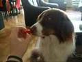 Spike the dog hates Tomatoes