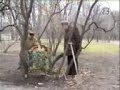 piękne róże pana sąsiada