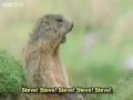 Funny Talking Animals BBC One  Legendado
