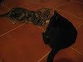 Arija & Oton