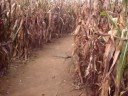 Corn maze was gay