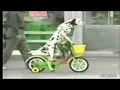 Watch 'Dalmata montando en bicicleta'