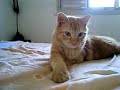 Gato na cama