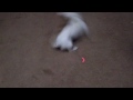 funny dog