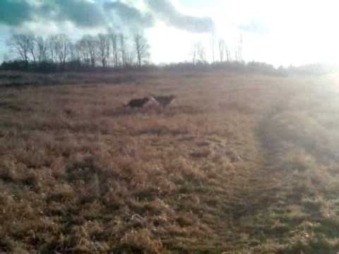 Dezederia - Two dogs loving the outdoors.