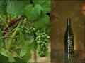 Black Ridge Vineyards