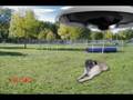 videos de Pug Abducted By UFO!